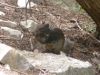 24 - Black Squirrel by Alan Bryant