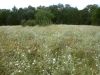 38 - Field by Alan Bryant