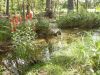 42 - Creek Flowers by Alan Bryant