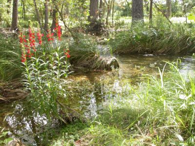 42 - Creek Flowers
