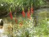 43 - Creek Flowers by Alan Bryant