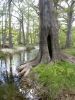 44 - Cypress Tree by Alan Bryant