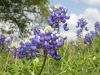 01 - Bluebonnets by Alan Bryant