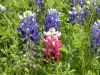03 - Red Bluebonnet by Alan Bryant
