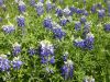 04 - Bluebonnets by Alan Bryant