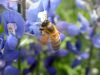 05 - Flying Bee by Alan Bryant