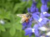 06 - Bee by Alan Bryant