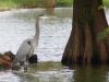 01 - Heron by Alan Bryant