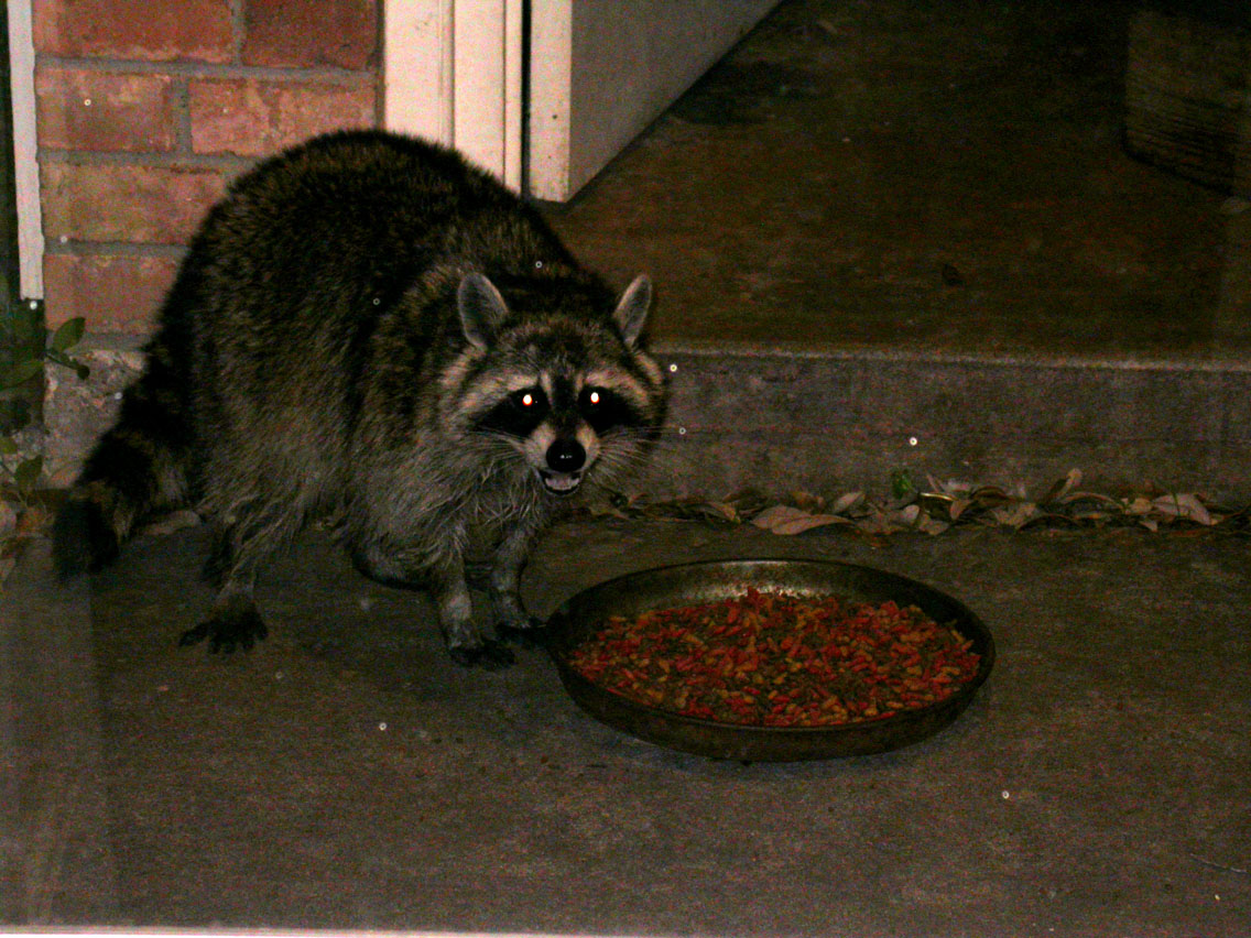03 - 3/24 - Raccoon