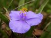 08 - 3/26 - Wildflower by Alan Bryant