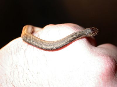 39 - 4/4 - Lixi's Snakes