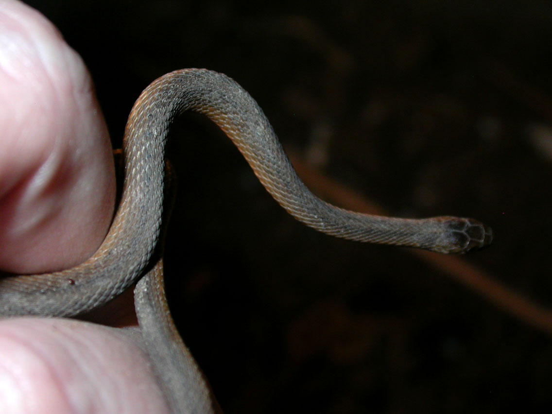 40 - 4/4 - Lixi's Snakes