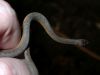 40 - 4/4 - Lixi's Snakes by Alan Bryant