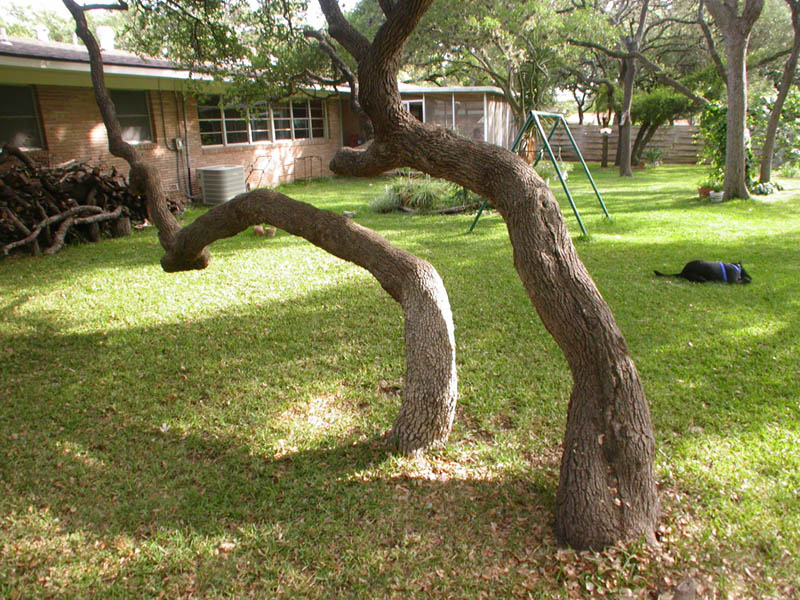31 - Backyard