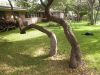 31 - Backyard by Alan Bryant