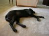 36 - Dog Tired by Alan Bryant