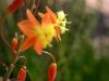 42 - 4/19 - Scouting For Flowers by Alan Bryant