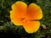43 - 4/19 - Scouting For Flowers by Alan Bryant