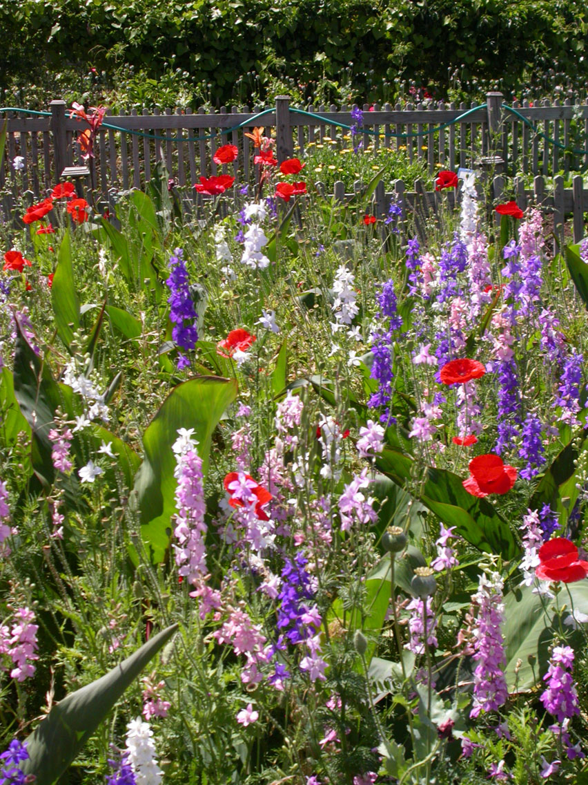 45 - 4/19 - Scouting For Flowers