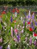 45 - 4/19 - Scouting For Flowers by Alan Bryant
