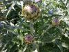 46 - 4/19 - Scouting For Flowers, Found Artichokes by Alan Bryant