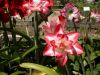 47 - 4/19 - Scouting For Flowers by Alan Bryant