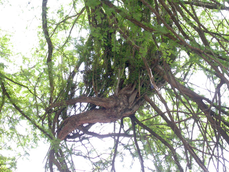 49 - Cypress Root Ball