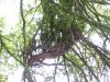 49 - Cypress Root Ball by Alan Bryant
