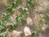59 - Vines by Alan Bryant