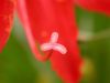 03 - Flower (2) by Alan Bryant