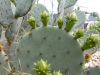 04 - Cactus by Alan Bryant