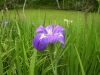 05 - Iris by Alan Bryant
