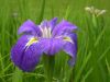 06 - Iris by Alan Bryant