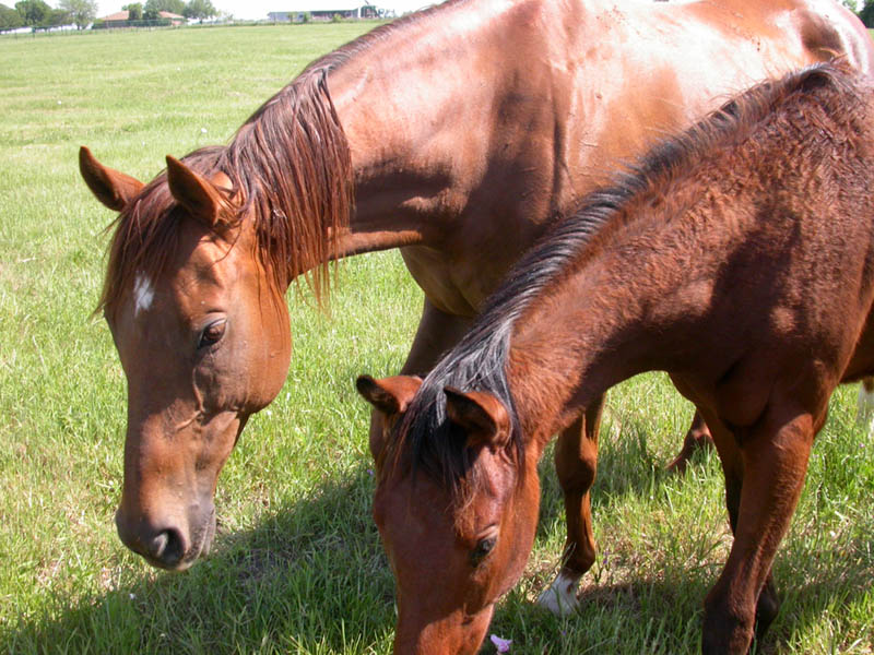 09 - Horses (2)
