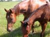 09 - Horses (2) by Alan Bryant
