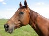 10 - Horses by Alan Bryant