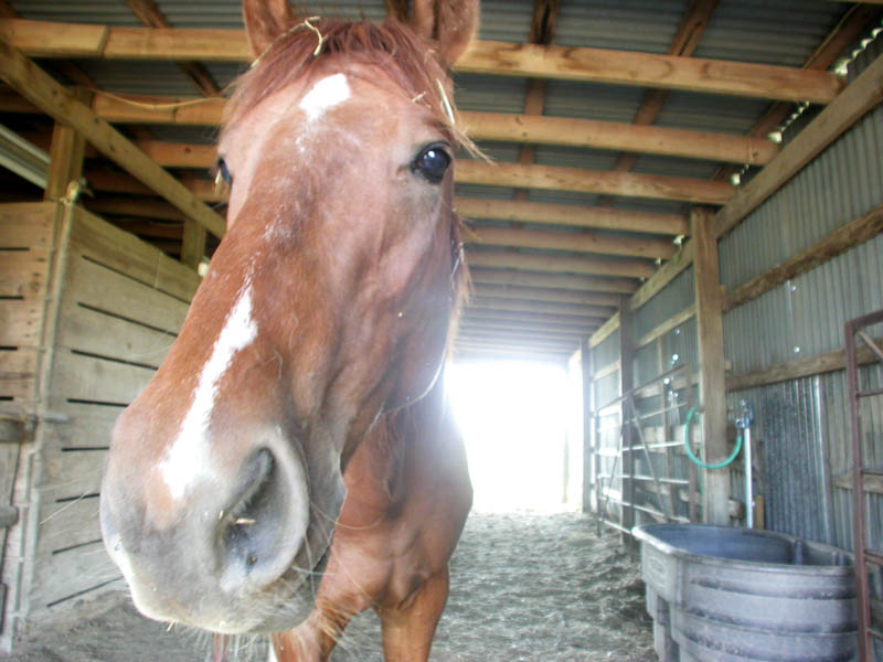 12 - Horses