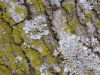 17 - Lichen by Alan Bryant