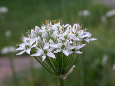 15 - Garlic Chives