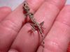 03 - Desiccated Gecko by Alan Bryant