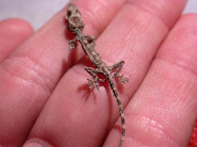 03 - Desiccated Gecko