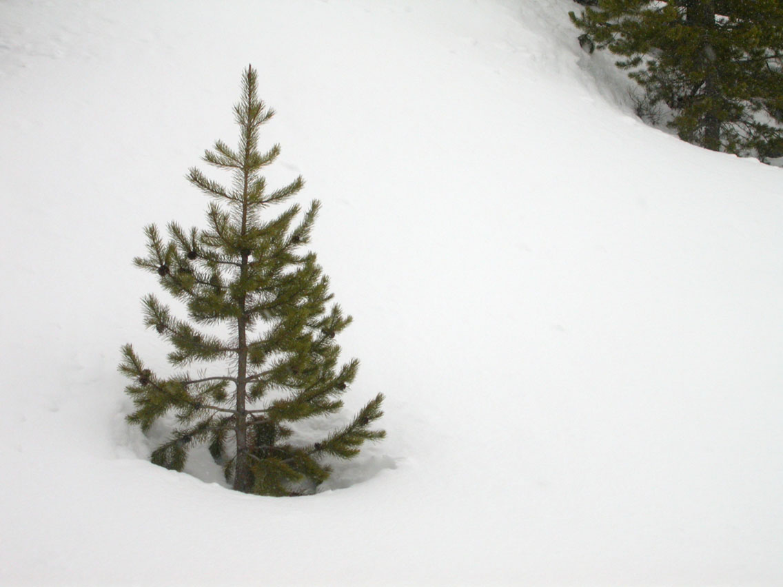 025 - Little Tree