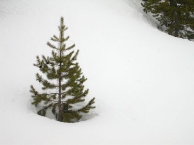 025 - Little Tree