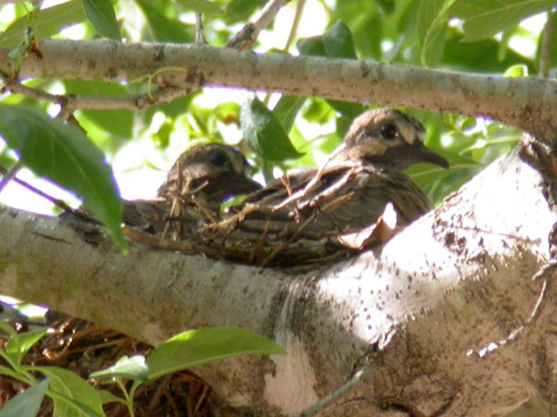 01 - Bird Nest