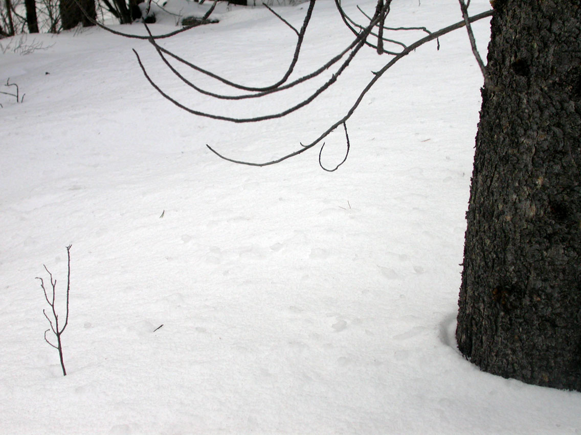 038 - Branches