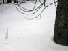 038 - Branches by Alan Bryant