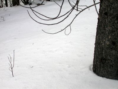 038 - Branches