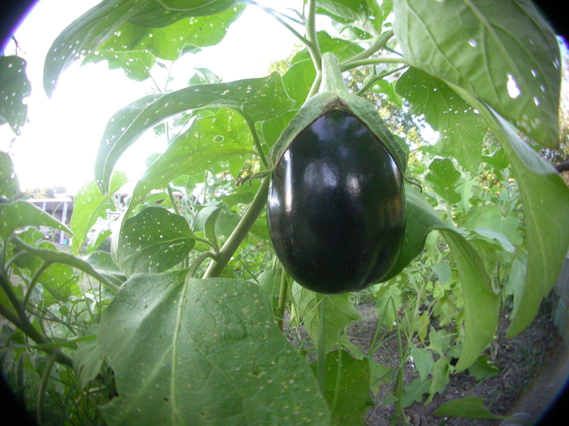 13 - Eggplant