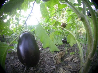 14 - Eggplants