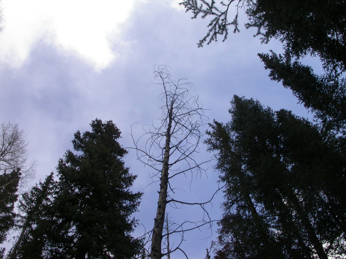 040 - Trees